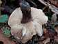 Szenes galambgomba (Russula nigricans), Somogy